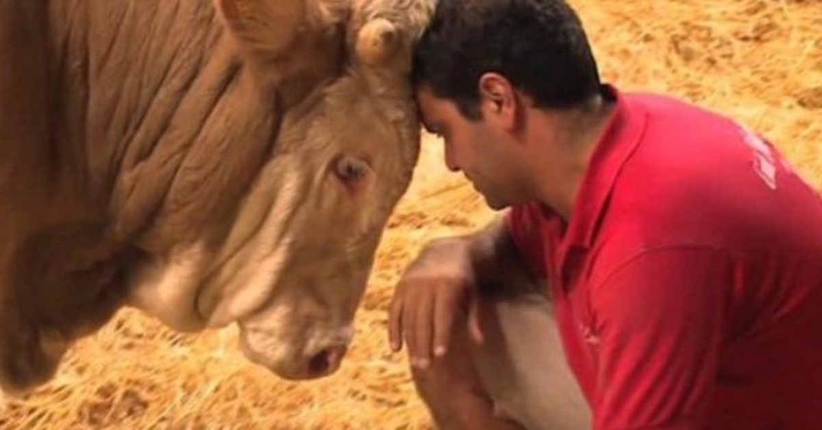 Bull ha estado encerrado toda su vida: el momento de su liberación es hermoso de ver. 1 Bull ha estado encerrado toda su vida el momento de