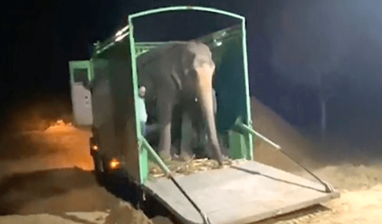 Despues de 46 anos de abuso en cautiverio el elefante