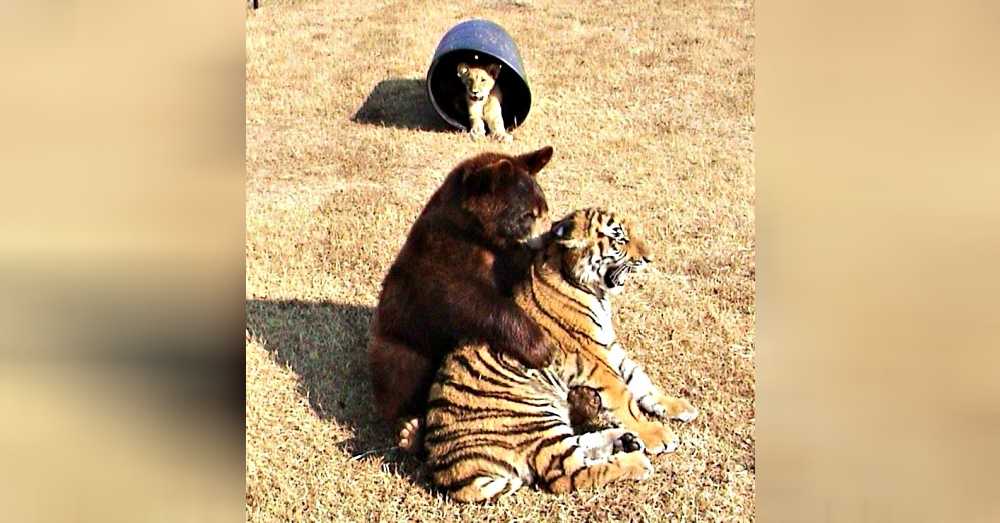 El leon el tigre y el oso se hacen amigos