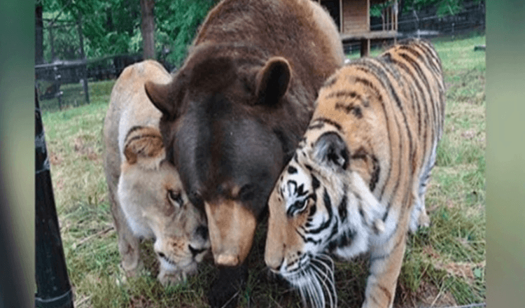 El leon el tigre y el oso se hacen amigos