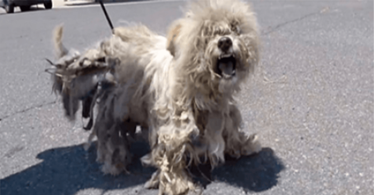 El perro espiritual vagamente debilitado gritó de dolor mientras se arrastraba hacia él. 1 El perro espiritual vagamente debilitado grito de dolor mientras se