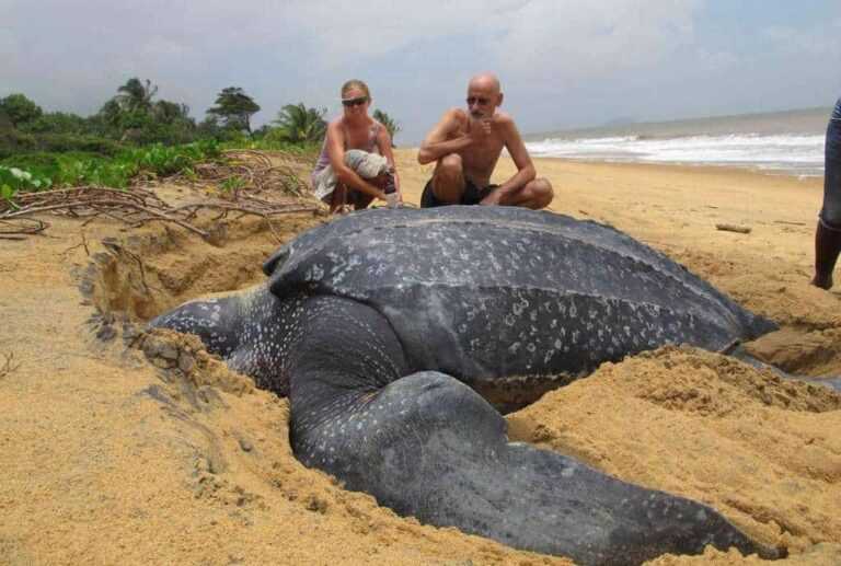 Emergiendo del mar la tortuga marina mas grande del mundo