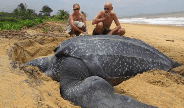 Emergiendo del mar la tortuga marina mas grande del mundo