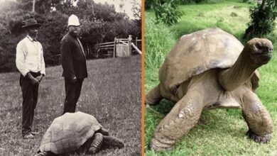 Jonathan una tortuga de 189 anos fue fotografiada en 1902