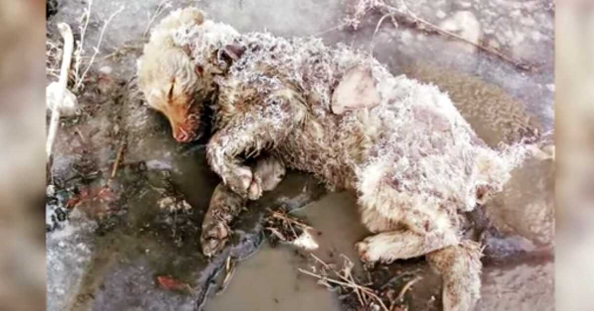 La mujer trató de levantar su cuerpo rígido, sin vida y la pierna torcida. 1 La mujer trato de levantar su cuerpo rigido sin vida