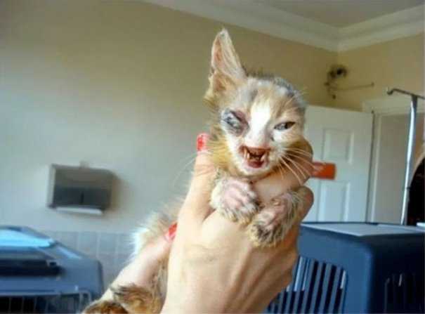 Nu gatito de 7 anos que los adultos estaban