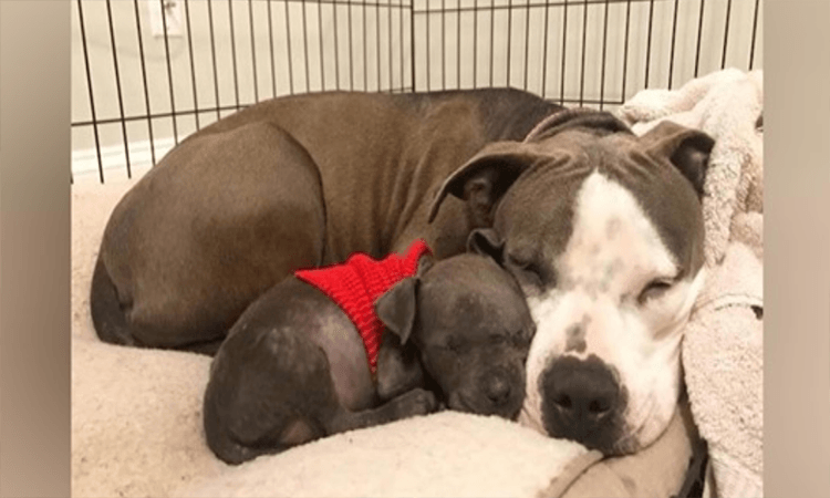 Pit bull devastado finalmente encuentra el amor con un cachorro
