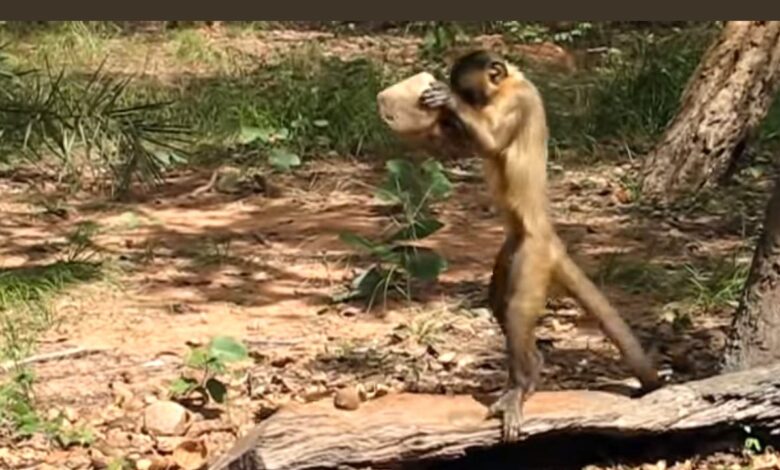 Monos fabricaron antiguas herramientas de piedra en Brasil, revela estudio 1 Monos fabricaron antiguas herramientas piedra brasil portada