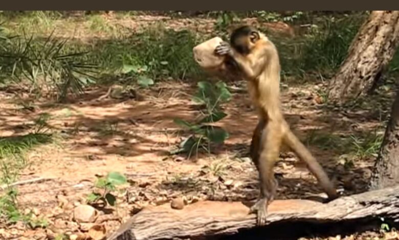 Monos fabricaron antiguas herramientas piedra brasil portada