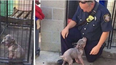 1675231891 la triste perrita rescatada se llena de alegria cuando el