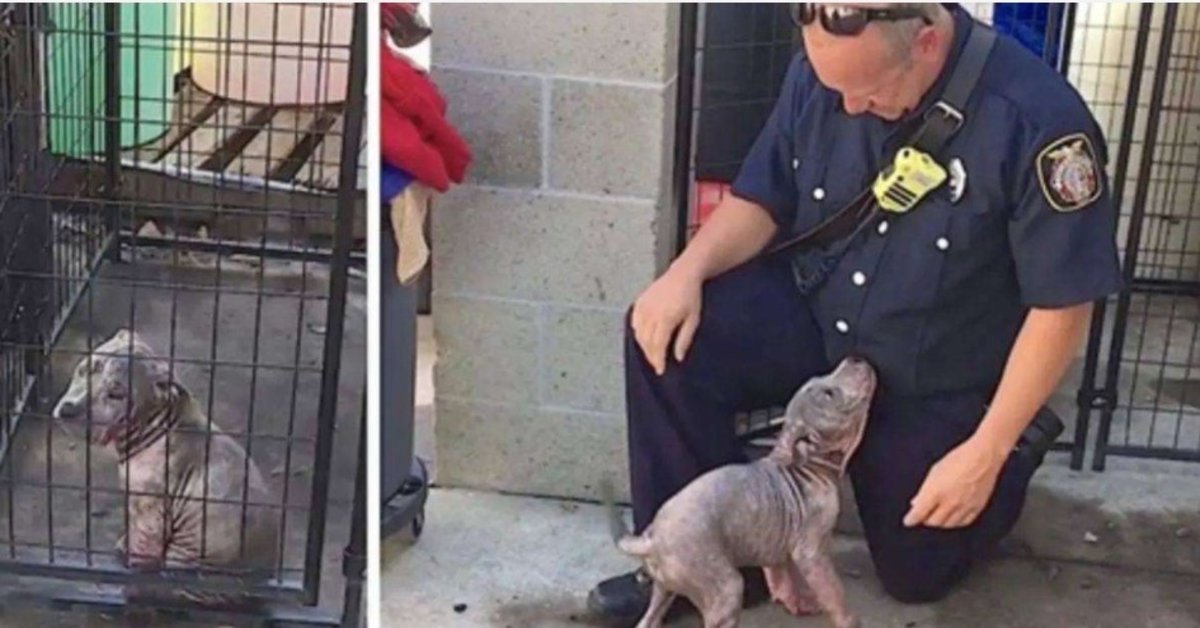 La triste perrita rescatada se llena de alegría cuando el bombero que la rescató aparece para adoptarla 1 1675231891 La triste perrita rescatada se llena de alegria cuando el