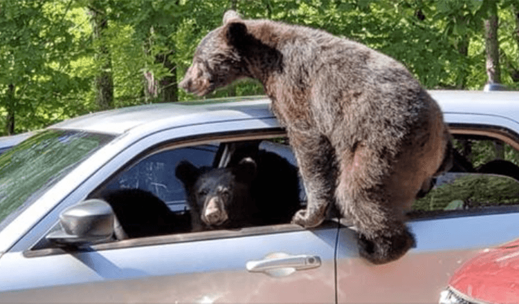 Un hombre sale a la calle y descubre que toda una familia de osos se ha infiltrado en su coche 1 1676010146 un hombre sale a la calle y descubre que toda