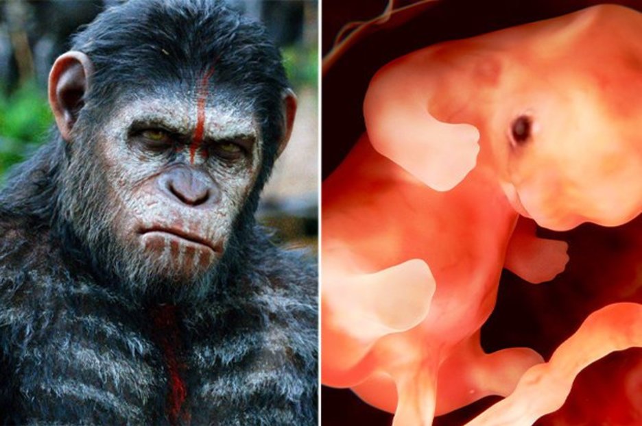 Los científicos 'crean el primer híbrido humano-simio del mundo en China' en un increíble experimento de empalme de embriones - OVNI y misterios 1 1676574555 Los cientificos crean el primer hibrido humano simio del mundo en