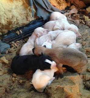 1676788430 70 perro con una pierna rota lleva a los veterinarios dos