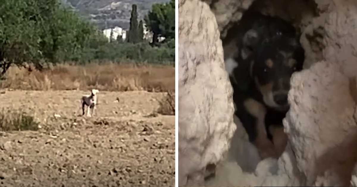 Mama observo desde lejos como intentaban robar los perros que