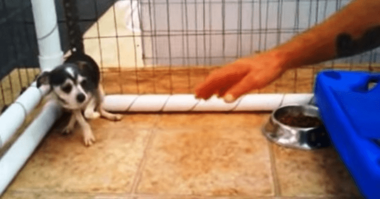 Pequeno perro siendo mutilado por bebes en cowers mill puppies