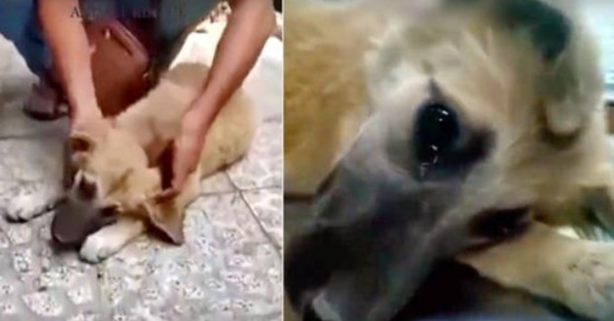 Tomado por un hombre grande en la calle de las drogas, un perro con lágrimas reales cuando se sentía segura 1 Tomado por un hombre grande en la calle de las