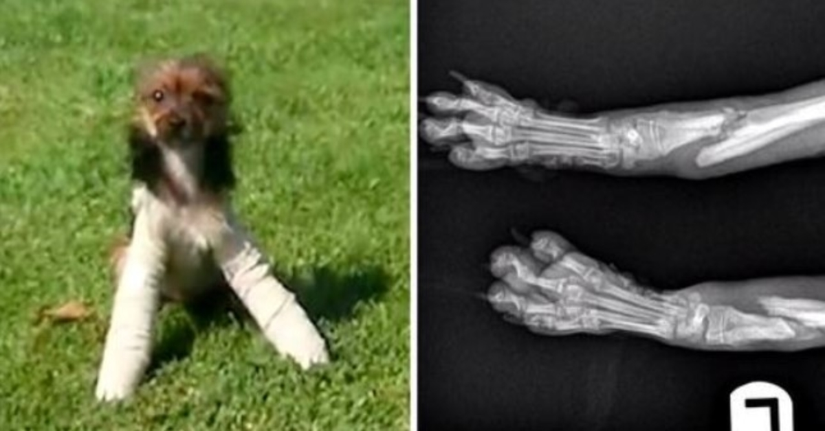 Le rompieron ambas patas delanteras y lo dejaron ir, pidiendo ayuda a extraños 1 1677653110 Le rompieron ambas patas delanteras y lo dejaron ir pidiendo