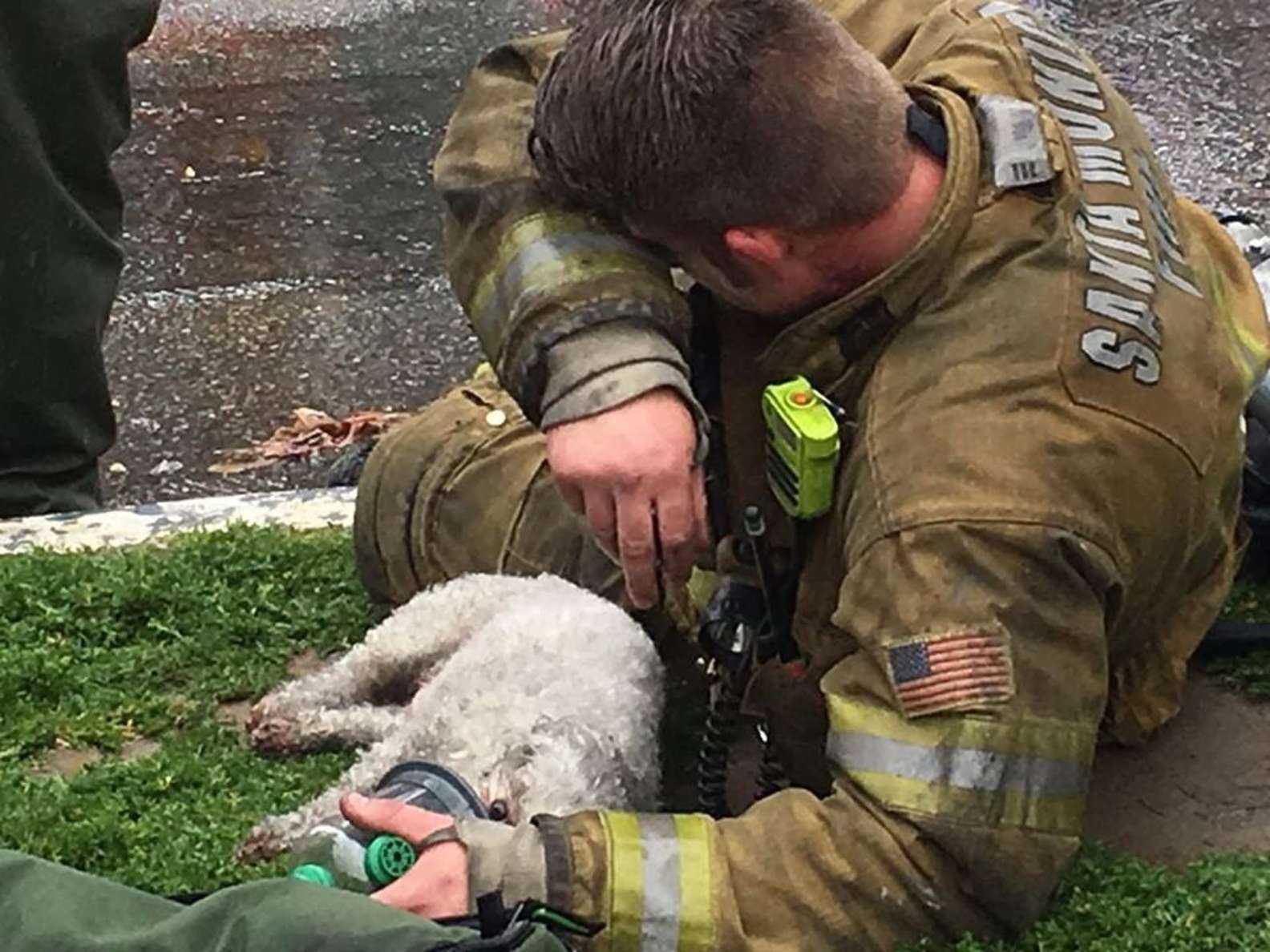 1677912544 128 los bomberos se niegan a renunciar a rescatar perros pequenos