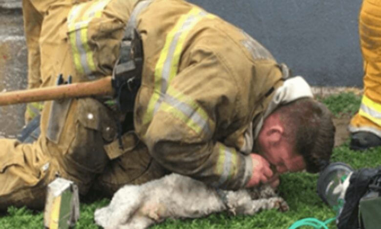 Los bomberos se niegan a renunciar a rescatar perros pequeños quemados 1 1677912548 los bomberos se niegan a renunciar a rescatar perros pequenos