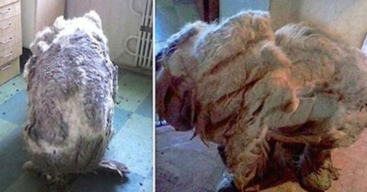 Perro encontrado solo en la cocina 'aliviado' después de raspar 4 bolsas de basura con pieles 1 1678258445 Perro encontrado solo en la cocina aliviado despues de raspar