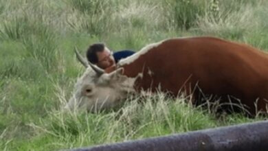 1678431365 hombre atrapado en camara consolando a vaca angustiada tras perder