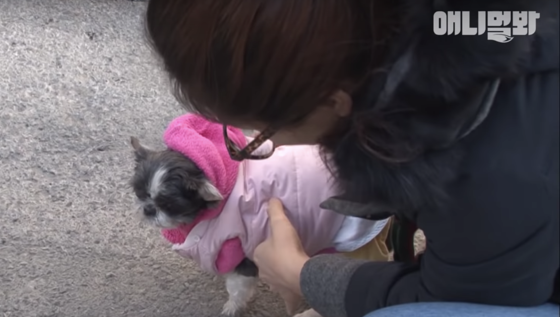 1678517881 415 perro desconsolado se vuelve cuando lo llaman y pide un