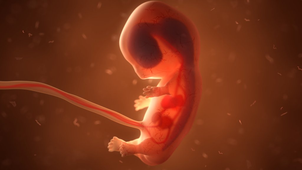 Japón aprueba experimento revolucionario que conduce a híbridos humano-animal - OVNI y misterios 1 1678563311 Japon aprueba experimento revolucionario que conduce a hibridos humano animal