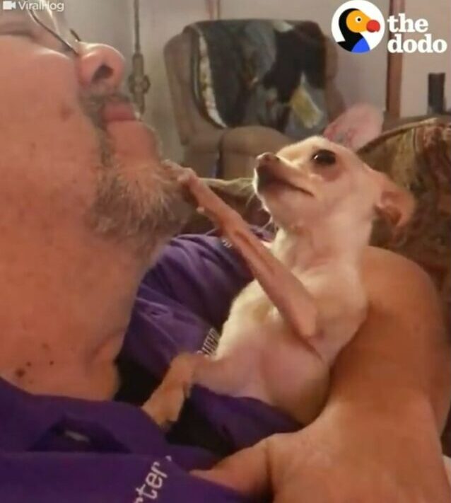 1679602315 381 adorable chihuahua no deja de rogar a papa por mas