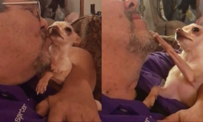 Adorable chihuahua no deja de rogar a papá por más besos 1 1679602316 adorable chihuahua no deja de rogar a papa por mas