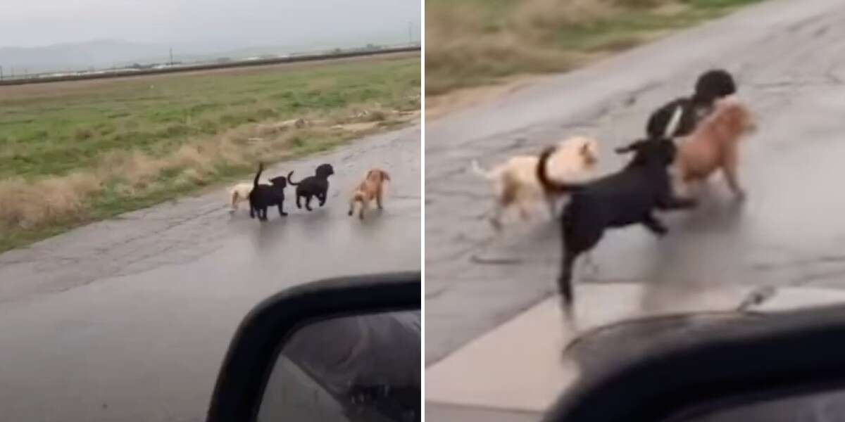 1679861696 Una pandilla de perros corre por la calle en busca