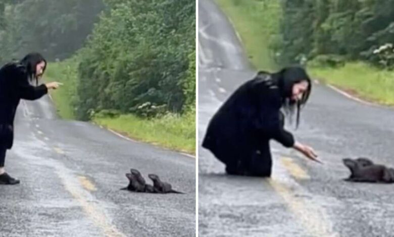 1679948145 mujer encuentra un grupo peludo en la calle y sabe