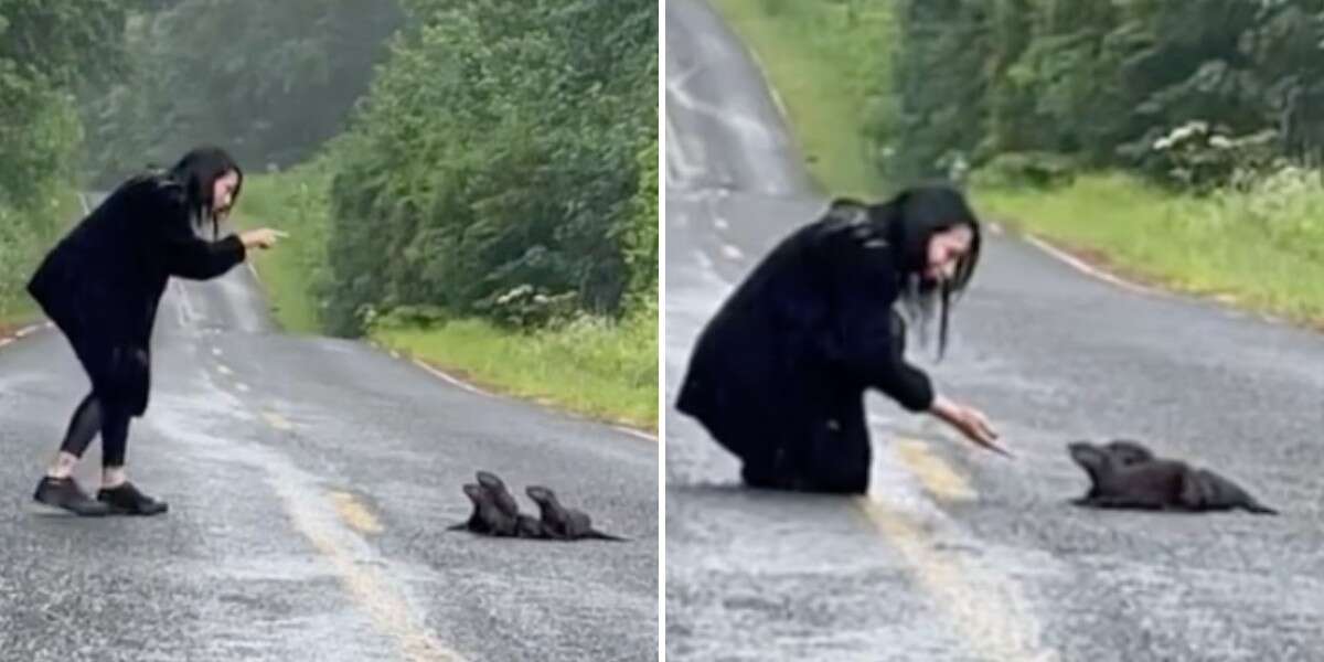 Mujer encuentra un 'grupo' peludo en la calle y sabe qué hacer 1 1679948145 Mujer encuentra un grupo peludo en la calle y sabe