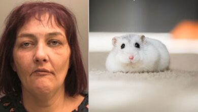 1680034594 mujer es condenada por torturar y comerse un hamster