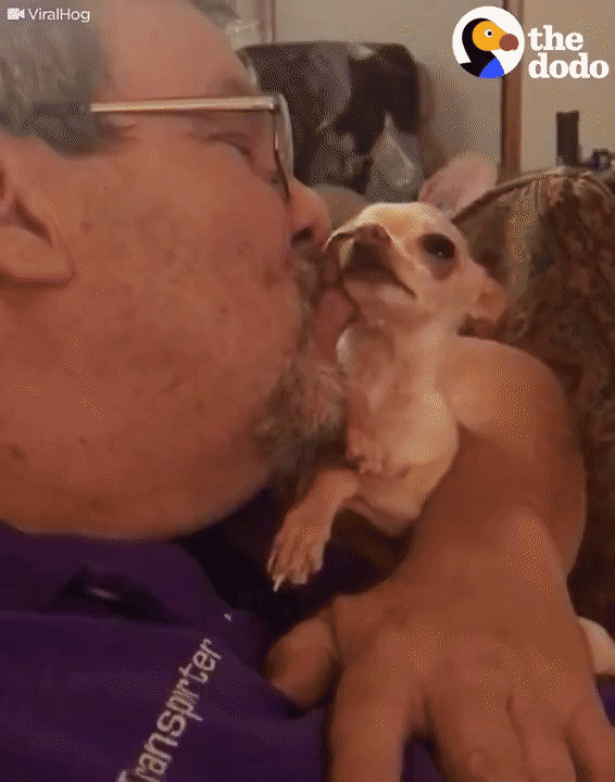 Adorable chihuahua no deja de rogar a papa por mas