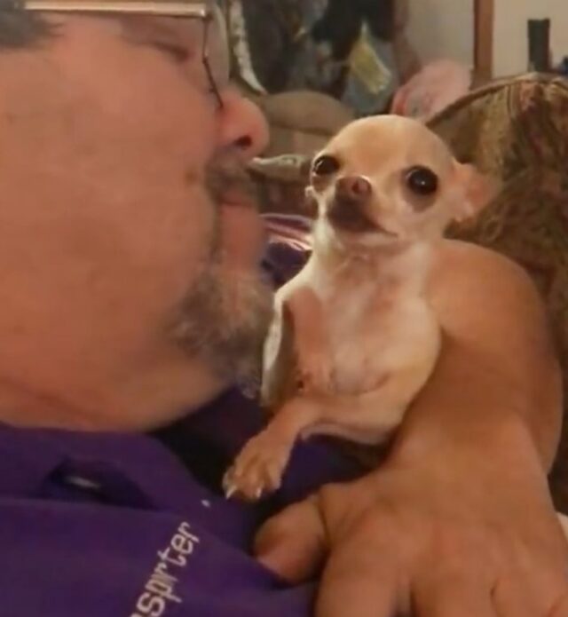 Adorable chihuahua no deja de rogar a papa por mas