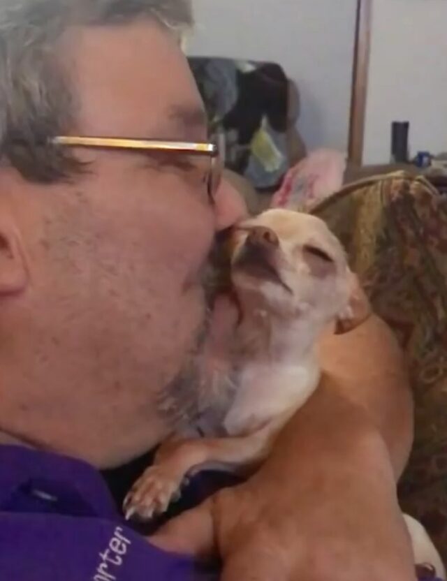 Adorable chihuahua no deja de rogar a papa por mas