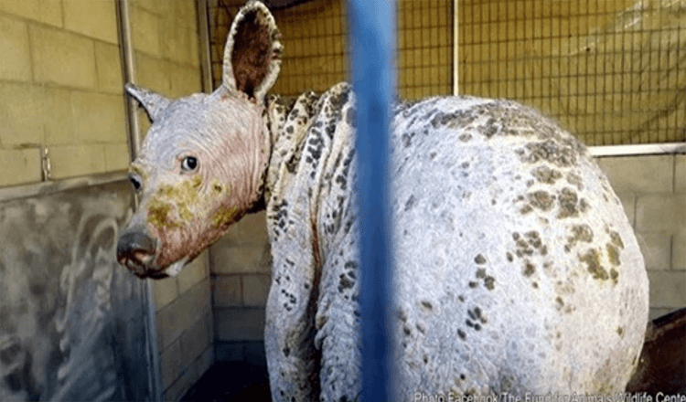 Encuentran oso adolescente con gran ternura escarbando en la basura en California 1 Encuentran oso adolescente con gran ternura escarbando en la basura