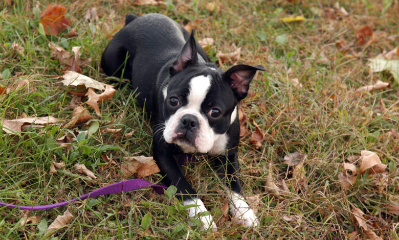 Las mejores cuentas de instagram de boston terrier que debes