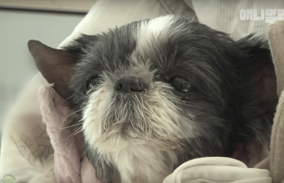 Perro desconsolado se vuelve cuando lo llaman y pide un