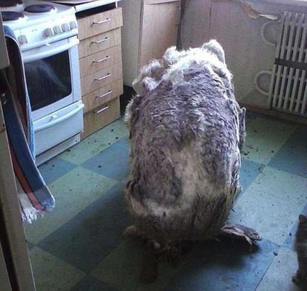 Perro encontrado solo en la cocina aliviado despues de raspar