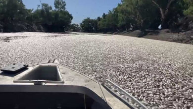 Millones peces muertos rio australia portada
