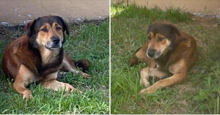 El fiel perro lleva más de un mes despierto desde su casa, donde vio por última vez a su familia. 1 1680553377 el fiel perro lleva mas de un mes despierto desde