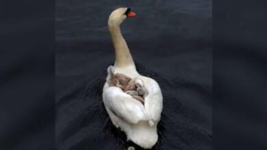 1680639818 daddy swan parte para criar a sus bebes despues de