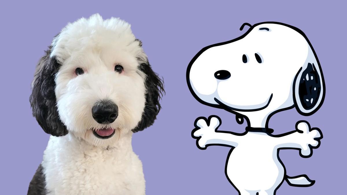 Snoopy es real: nos rendimos a bayley, doble de la famosa perra de 'peanuts'