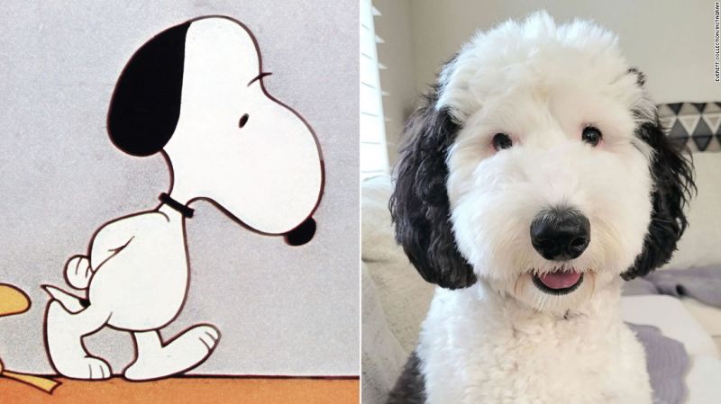 ¡snoopy es real! Conoce a bayley, la doble canina de dibujos animados