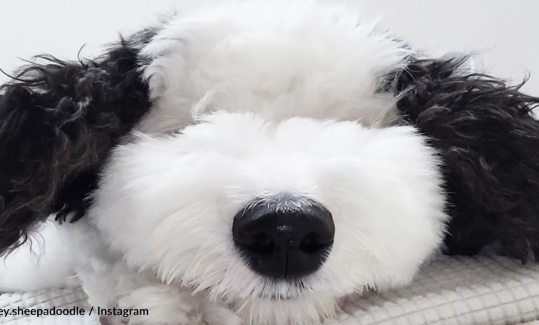 1681850603 puppy se vuelve famoso por ser el doble de snoppy