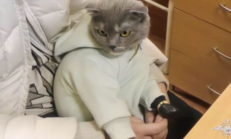 Mujer rusa arrestada por intentar usar a su gato para traficar drogas 1 1682369802 mujer rusa arrestada por intentar usar a su gato para