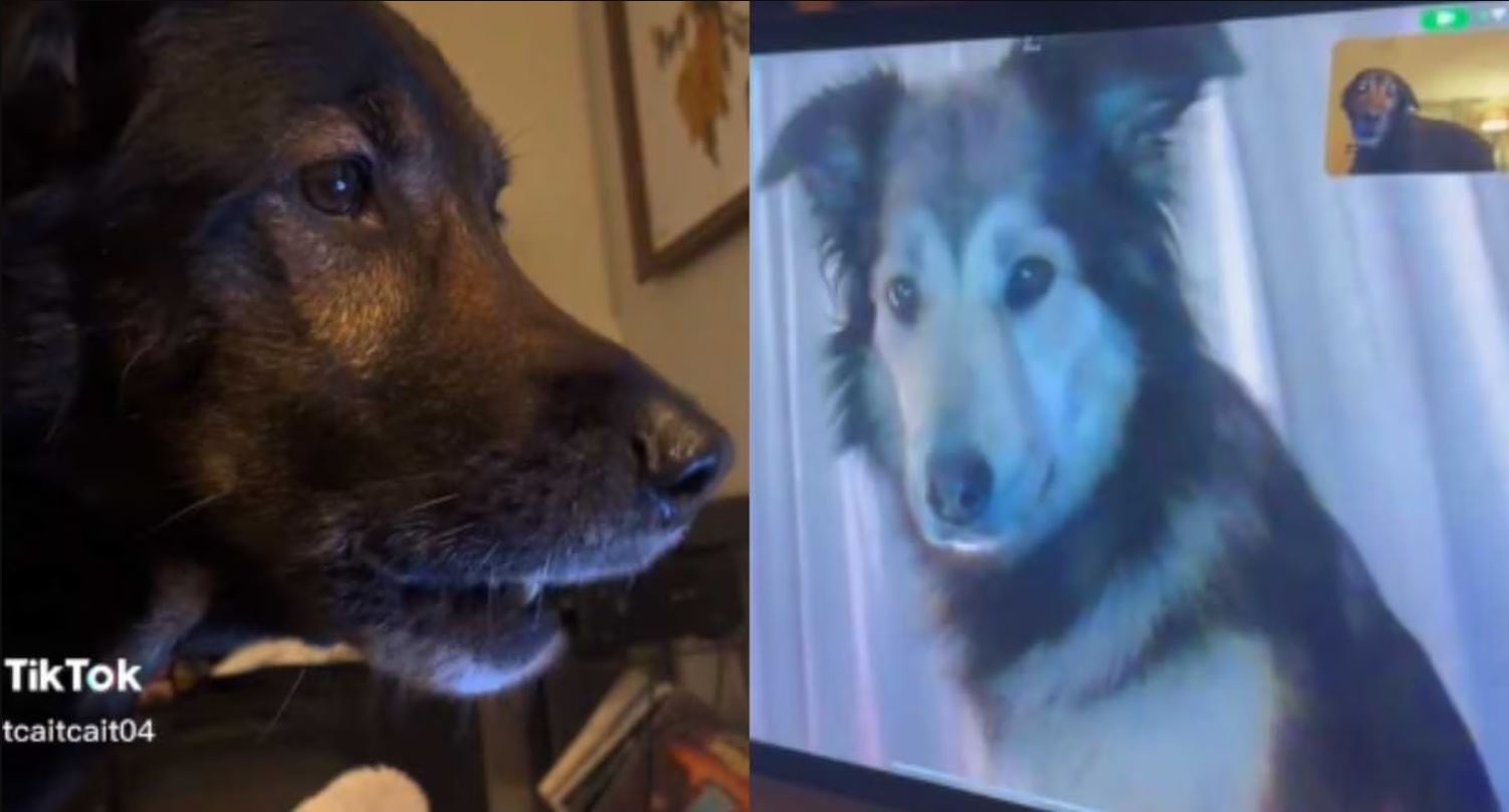 1682888793 Los cachorros no pueden evitar emocionarse cuando se encuentran por