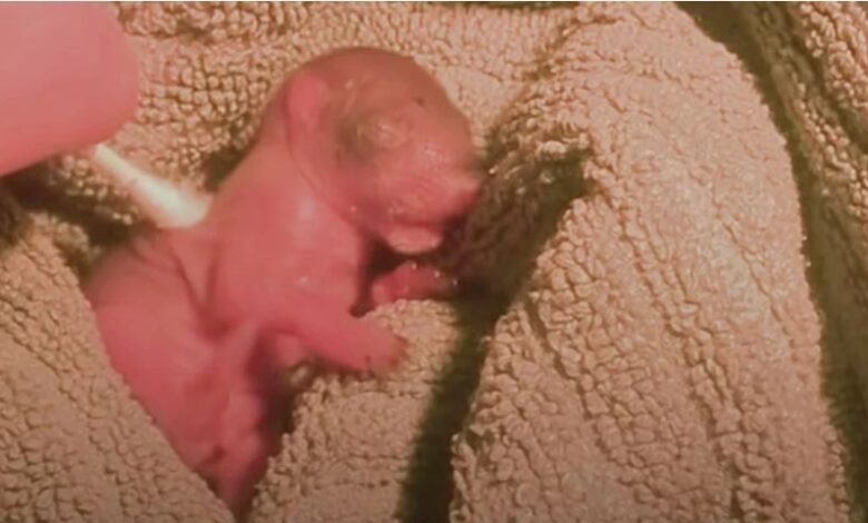 La mujer encuentra un pequeño animal rosado tirado en el suelo, crece y se vuelve lindo y salvaje 1 La mujer encuentra un pequeno animal rosado tirado en el